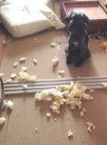 犬のスーパー飼い主塾