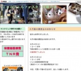 猫の譲渡会