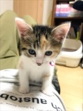 7月1日(日) 猫の譲渡会 名古屋市港区 みなと猫の会主催