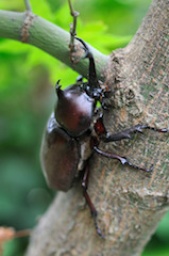 カブトムシ狩りでつがいゲット！ | ハウスクエア横浜