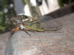 テーマ別自然観察会「芥川でセミの羽化&ライトトラップ」