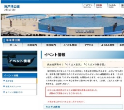 「ウミガメ放流」「ウミガメ体験学習」