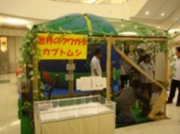 ８月１４日（金）・１５日（土） 世界のカブトムシ・クワガタ展＆カブトムシ・クワガタふわふわ...