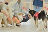 愛犬と一緒に参加しよう！楽しい交流会♪「練馬区東大泉」で開催します。
