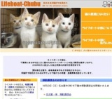 子猫との面会日および譲渡会