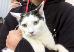 5月21日(日)猫の譲渡会 みなと猫の会主催