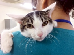 12月10日(日)猫の譲渡会 みなと猫の会主催※スリゴロねこやツンデレ猫がきます！