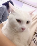 2月4日(日) 猫の譲渡会 名古屋市港区 みなと猫の会主催