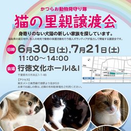 猫の里親譲渡会
