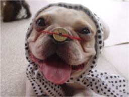 【アラサー限定】 犬カフェで癒され合コン～イ ヌンカツ（犬恋活）～