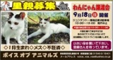 わんにゃん譲渡会