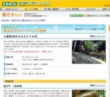大猷院境内のカタクリの花