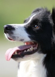 わんワン写真撮影会　第2弾！！