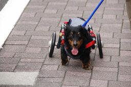 被災動物写真展示