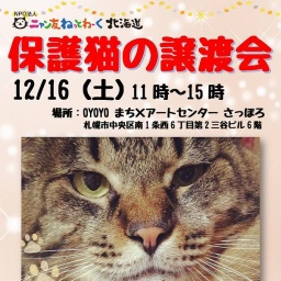 保護猫の譲渡会