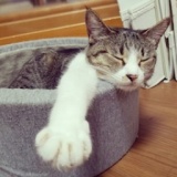 にゃんこまつり 猫好きさん集まれ！ | ハウスクエア横浜