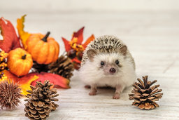 精神障害・発達障がいの方の特性と働き方