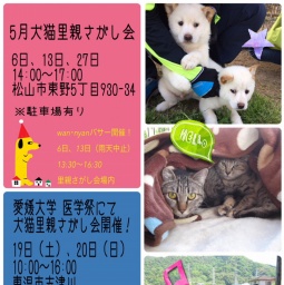 犬猫里親さがし会