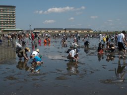 千葉県木更津市金田海岸潮干狩場　潮干狩り開催中！