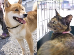 犬猫里親会 at 森林公園前