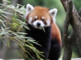 ２月８日（土）～１６日（日） レッサーパンダ「風太」写真展開催