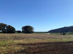 菜の花を育てよう!