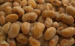 Organic Festa【第一回 オーガニック&発酵食品まつり】