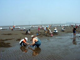 千葉県木更津市久津間海岸潮干狩り開催中！
