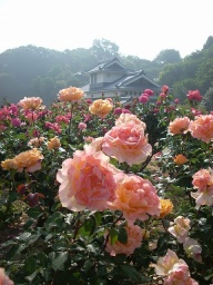 かわら館フェスタ～バラ＆エコ大作戦～