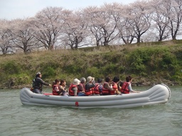 ニュース「八幡市背割提(せわりてい)公園にてお花見船Eボートを運航」>>アオキカヌーワークス
