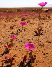 女子サークル＊デザートフラワー＊