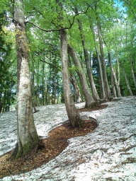 なべくら高原・森の家　残雪と新緑のブナ林ハイキング