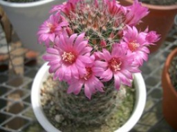 ヒーリングプランツ「多肉植物」で生活空間に彩りと潤いを！ | ハウスクエア横浜