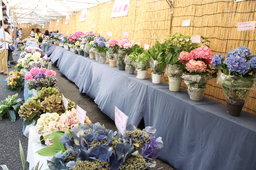 夏のお酉さま　ちびっ子チャレンジラリー