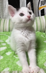 6月24日(日) 猫の譲渡会 名古屋市守山区 みなと猫の会主催