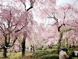 桜のライトアップ