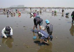 千葉県木更津市江川海岸潮干狩り開催中！