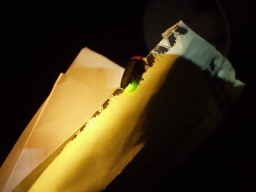 奥明日香でホタル観察会 明日香村のイベント:るるぶ.com