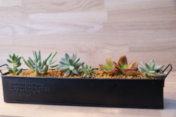 多肉植物の寄せ植えコンテナづくり | ハウスクエア横浜