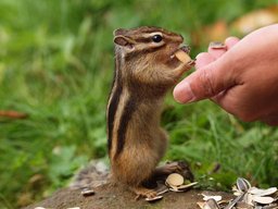 森の動物たち大集合！ | ハウスクエア横浜