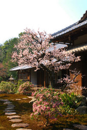 ３日間限定！「白梅を観ながら～温かい梅ジュースでホッと一息～」