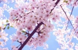 ●お花見ヨガ＠清澄公園●　桜咲く季節、みんなでヨガとお花見を楽しみましょう♪