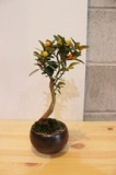 ミニ盆栽入門