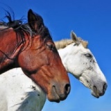 【婚活】 秋に乗馬を楽しもう！　〜馬との触れ合いで癒し＆リフレッシュ〜