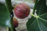～富士の麓でいちじく狩り～　望月園芸