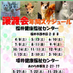 犬猫譲渡会