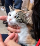 7月30日(日) 猫の譲渡会 みなと猫の会