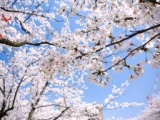 桜☆感謝祭り
