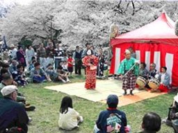 第55回小金井桜まつり