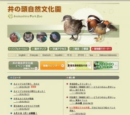 カイツブリの子育て、その２